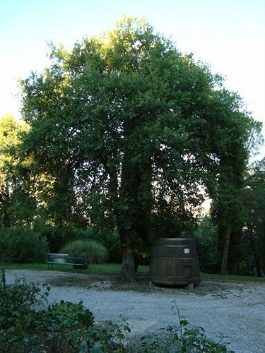 Agriturismo Il Villino Fonterutoli Εξωτερικό φωτογραφία